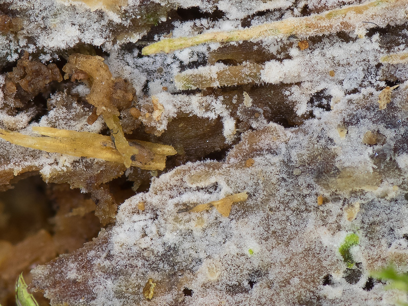 Hyphoderma capitatum